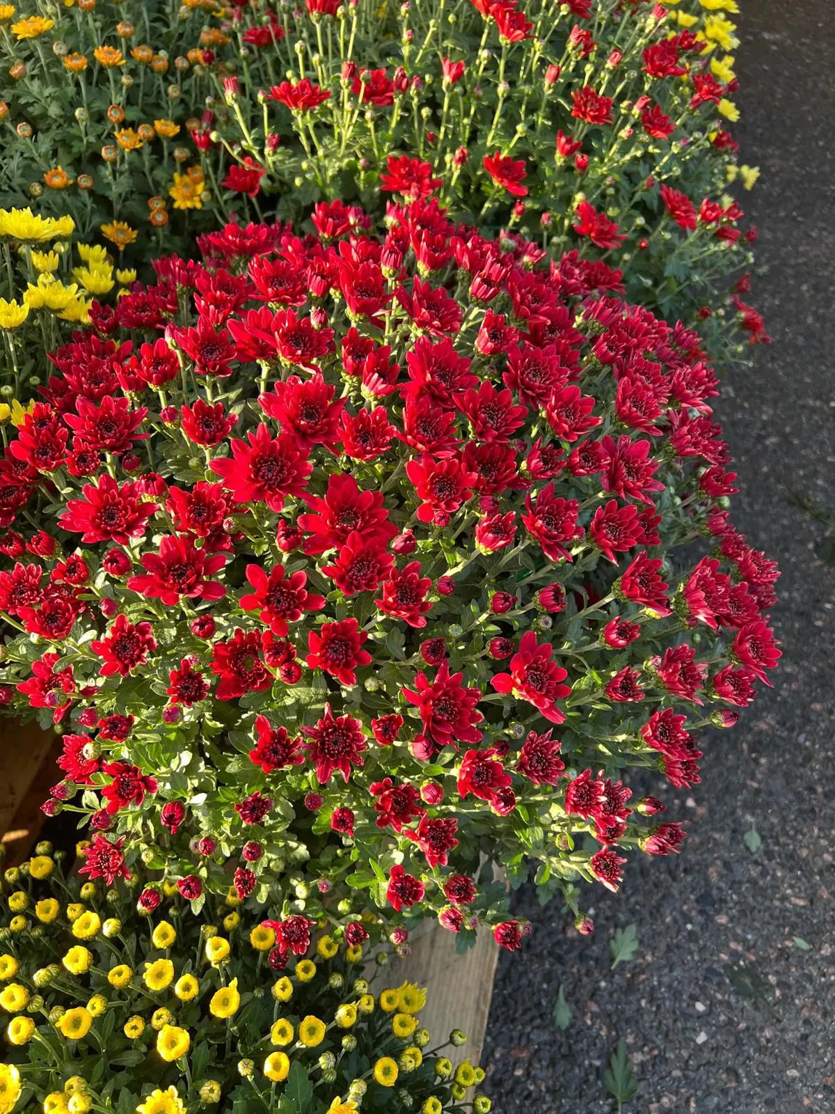 une-photo-complete-de-dahlias-roses-a-vendre-sur-le-marche